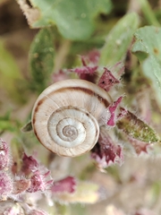 Xerolenta obvia