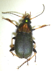 Chlaenius tibialis