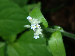 Myosotis sparsiflora