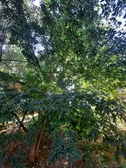 Celtis australis