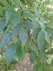 Celtis australis