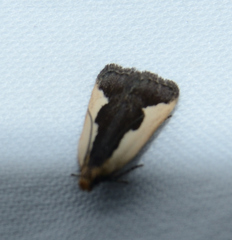 Dichomeris inserrata