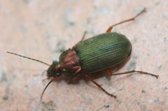 Chlaenius nigricornis