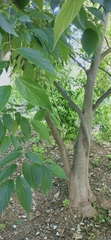 Celtis australis