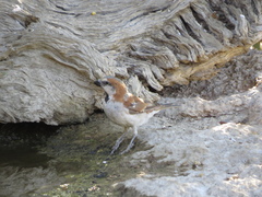 Passer motitensis