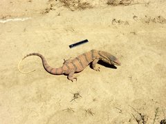 Varanus griseus caspius