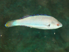 Cirrhilabrus punctatus