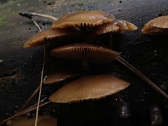 Fungi