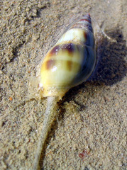 Nassarius dorsatus
