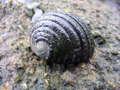 Nerita costata