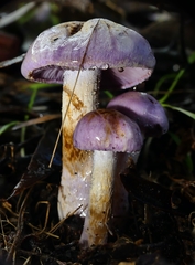 Phlegmacium lavendulense