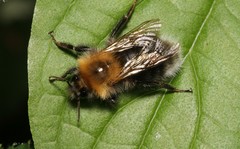 Bombus hypnorum