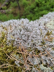 Cladonia