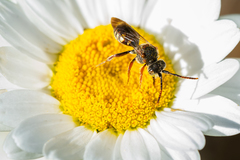 Nomada denticulata