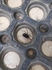 Zachaeus
