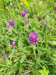 Astragalus onobrychis
