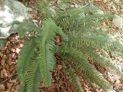 Polystichum imbricans curtum