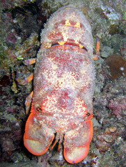 Scyllarides squammosus