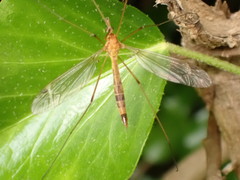 Tipula lunata