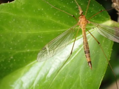 Tipula lunata