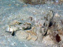 Signigobius biocellatus