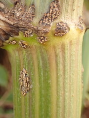 Puccinia smyrnii