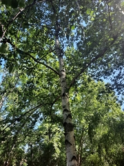 Betula pendula