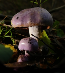 Phlegmacium lavendulense