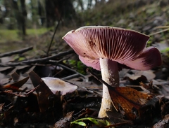 Phlegmacium lavendulense