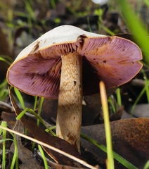 Phlegmacium lavendulense