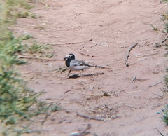 Motacilla alba