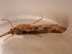 Limnephilus marmoratus