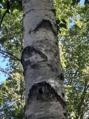 Betula pendula