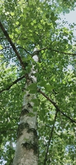 Betula pendula