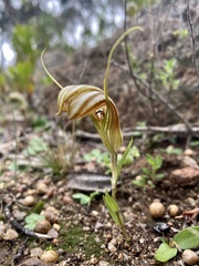 Pterostylis truncata