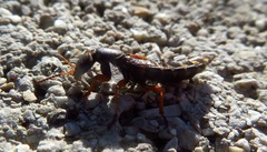 Staphylinus dimidiaticornis