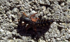 Staphylinus dimidiaticornis