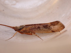 Limnephilus marmoratus