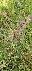 Hypochaeris radicata