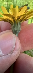 Hypochaeris radicata