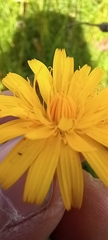 Hypochaeris radicata