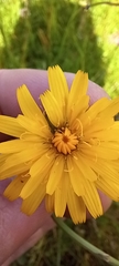 Hypochaeris radicata