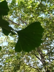 Ginkgo biloba