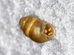Vertigo pygmaea