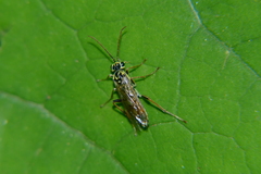 Aglaostigma discolor