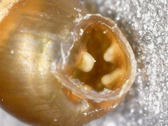 Vertigo pygmaea