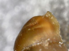 Vertigo pygmaea