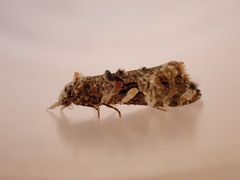 Phtheochroa rugosana