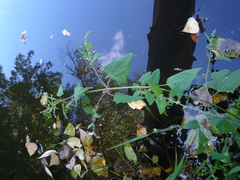 Atriplex prostrata latifolia
