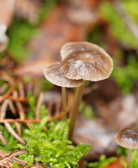 Mycena mijoi